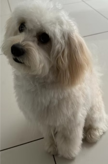 DOG GROOMING HAMPTON
