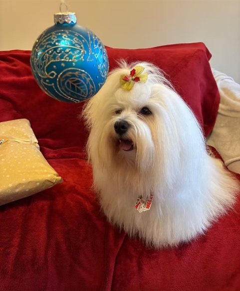 dog-grooming-staines.jpg DOG GROOMING STAINES