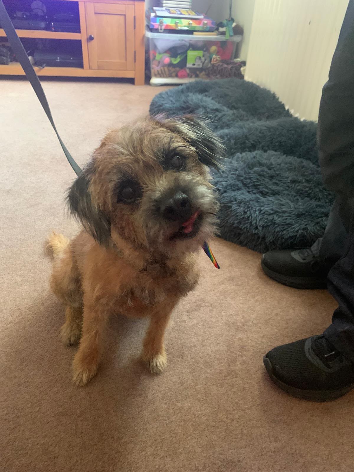 dog-handstripping-egham DOG HAND STRIPPING EGHAM