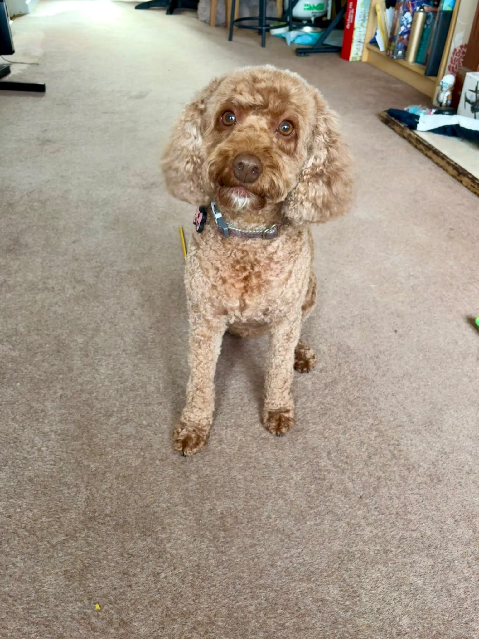 local-dog-groomer-surrey LOCAL DOG GROOMER SURREY