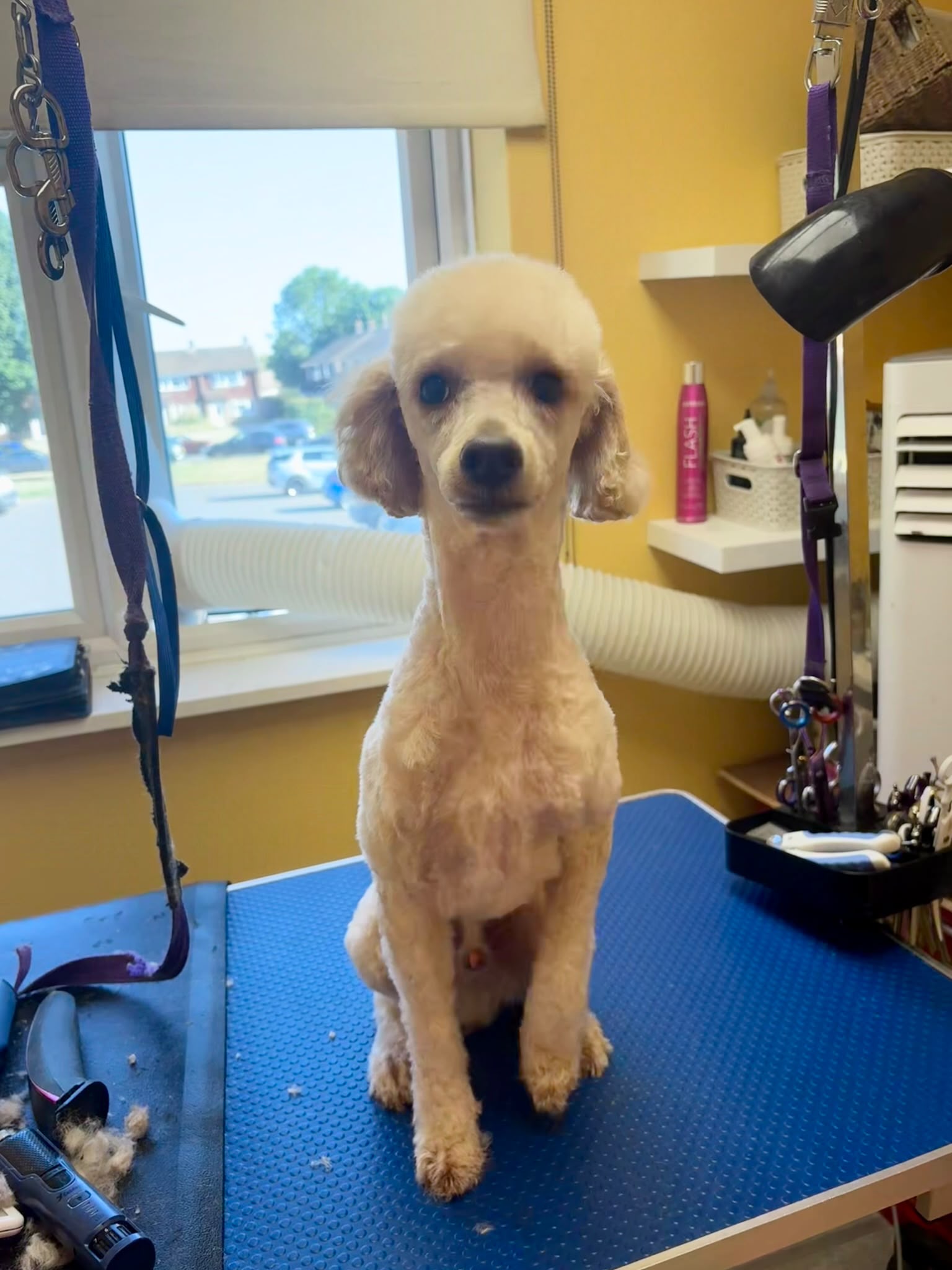 VIRGINIA WATER DOG GROOMING