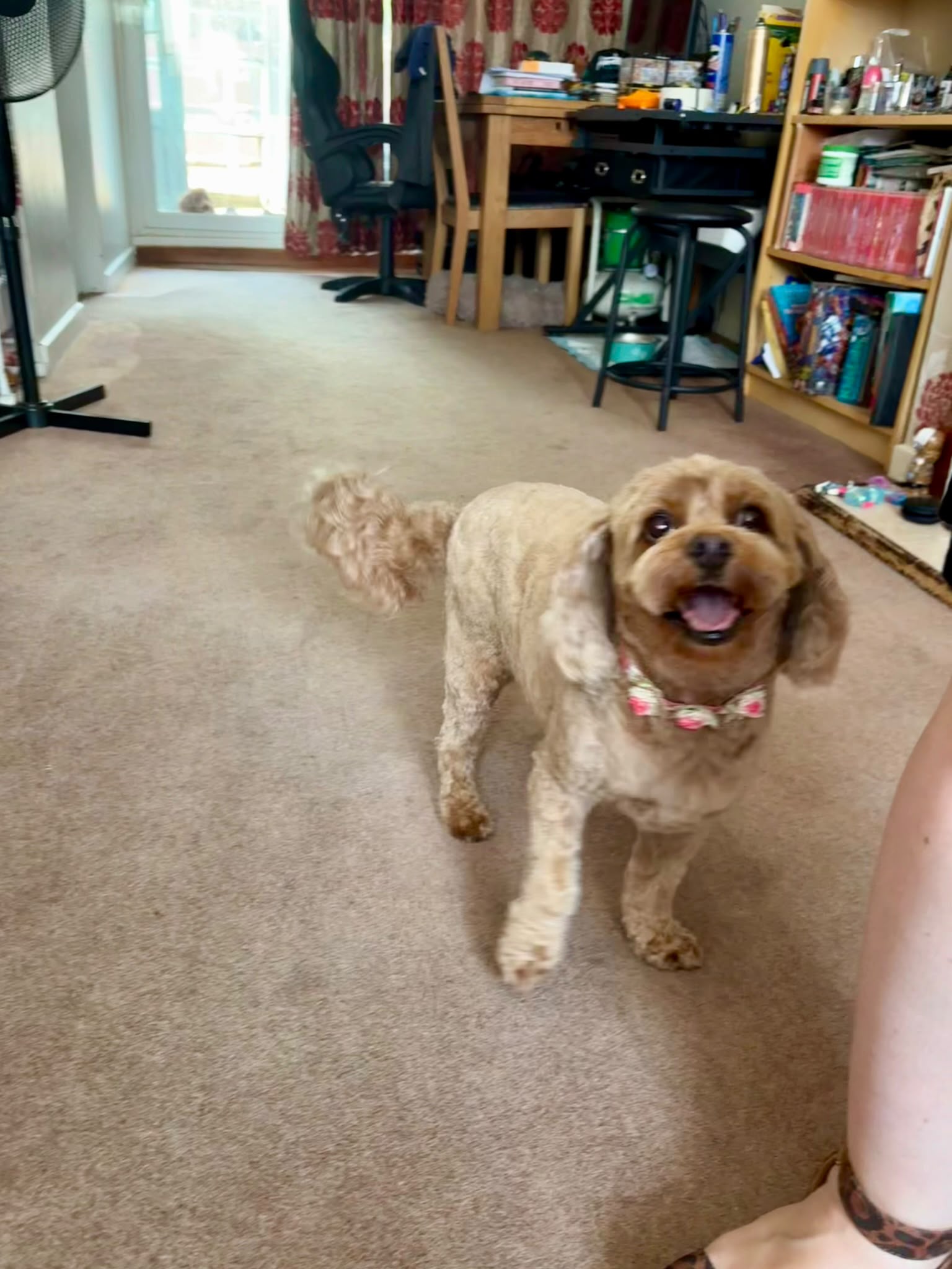 WRAYSBURY DOG GROOMING